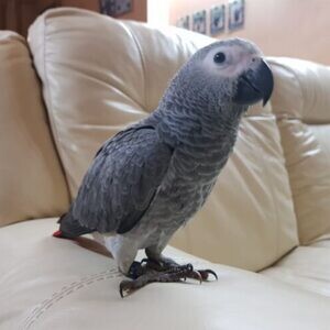 Congo African Grey parrots Available. Viber : 00237 653 81 7429 | PostAds PH