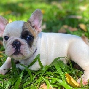French Bulldog puppies available. Viber : 00237 653 81 7429 | PostAds PH