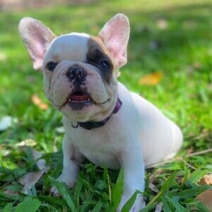 Available French bulldog puppies. Viber : 00237 653 81 7429 | PostAds PH