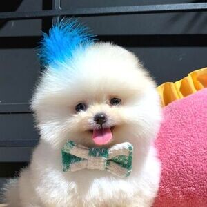 Male and female Pomeranian puppies. Viber : 00237 653 81 7429 | PostAds PH