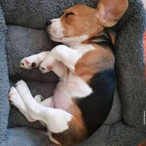 Beautiful Beagle Puppies. Viber : 00237 653 81 7429 | PostAds PH