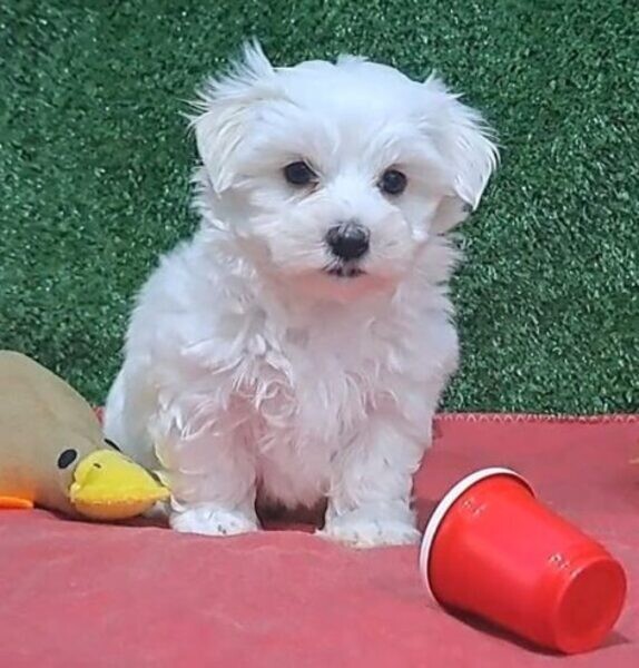 Teddy faced Maltese puppies . Viber : 00237 653 81 7429