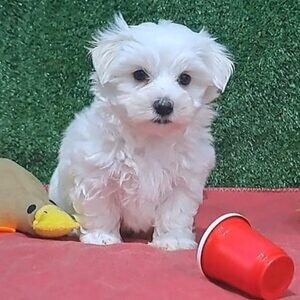Teddy faced Maltese puppies . Viber : 00237 653 81 7429 | PostAds PH