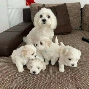 Maltese Puppies. Viber : 00237 653 81 7429 | PostAds PH