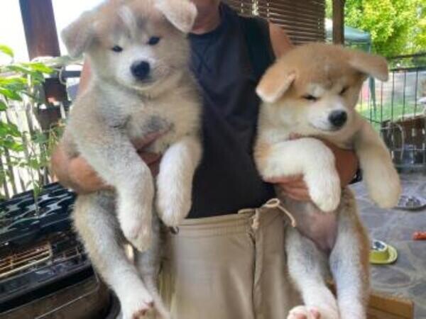 Akita Puppies available, Viber : 00237 653 81 7429