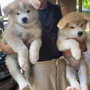 Akita Puppies available, Viber : 00237 653 81 7429 | PostAds PH