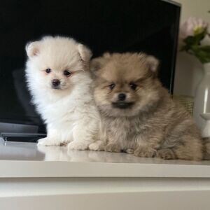 STUNNING POMERANIAN PUPPIES. Viber : 00237 653 81 7429 | PostAds PH