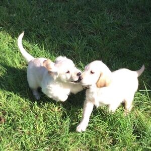 5 Generation Pedigree Golden Retrievers Puppies. Viber : 00237 653 81 7429 | PostAds PH