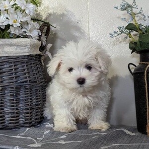 Precious Teacup Maltese Puppies. Viber : 00237 653 81 7429 | PostAds PH