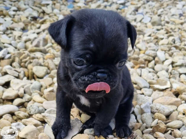 Beautiful pugs puppies available. Viber : 00237 653 81 7429