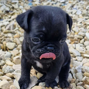 Beautiful pugs puppies available. Viber : 00237 653 81 7429 | PostAds PH
