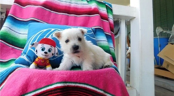 West Highland White Terrier Puppies. Viber : 00237 653 81 7429