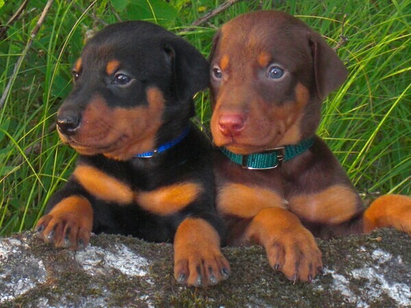 Doberman Puppies. Viber : 00237 653 81 7429