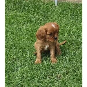 Cavalier King Charles Puppies. Viber : 00237 653 81 7429 | PostAds PH
