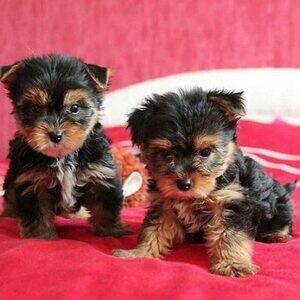 Gift registered Yorkshire Puppies. Viber : 00237 653 81 7429 | PostAds PH