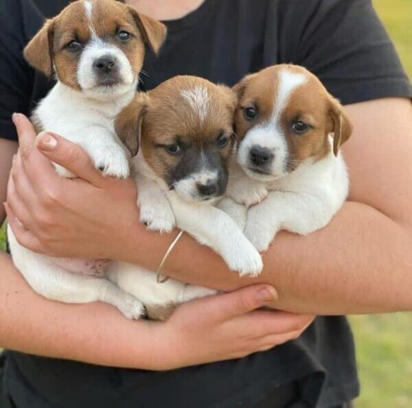 Ready to go jack Ressull puppies. Viber : 00237 653 81 7429