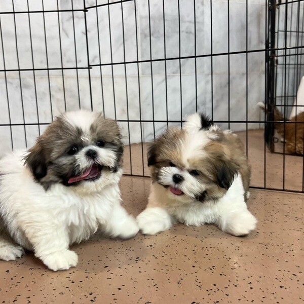 Shitzu puppies for adoption. Viber : 00237 653 81 7429