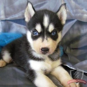 Siberian Husky Puppy WhatsApp:(+63-9455-189-371) Viber:(+63-9455-189-371) | PostAds PH