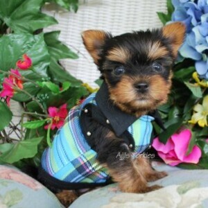Cute Yorkie Puppies WhatsApp:(+63-9455-189-371) Viber:(+63-9455-189-371) | PostAds PH