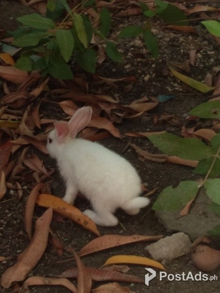Rabbit for sale