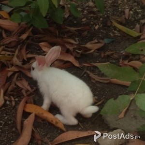 Rabbit for sale | PostAds PH