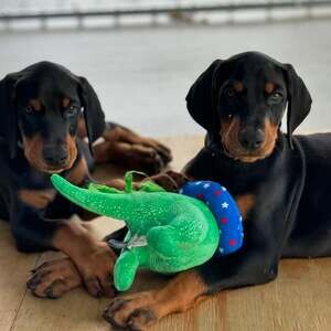 KC registered Doberman Pinscher puppies .....viber me at :+639463422605 | PostAds PH