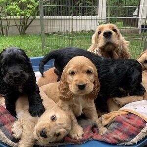 I’m looking for new homes for our lovely litter of Cocker Spaniel Mum.. | PostAds PH