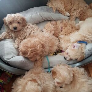 Beautiful Maltipoo Puppies...viber me at :+639463422605 | PostAds PH