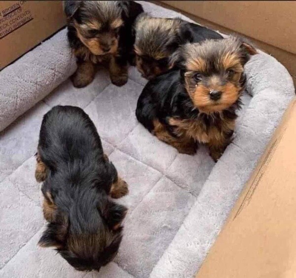 Yorkies puppies available for rehoming