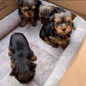 Yorkies puppies available for rehoming | PostAds PH