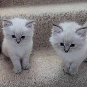 Absolutely beautiful Blue Mitted Ragdoll kittens. | PostAds PH