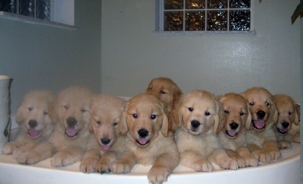 Golden Retriever pups...viber me at :+639463422605