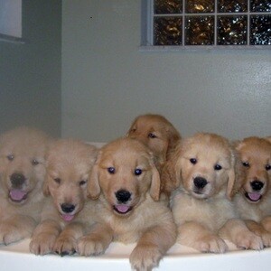 Golden Retriever pups...viber me at :+639463422605 | PostAds PH