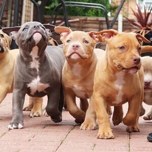 American Bulldog....viber me at :+639463422605 | PostAds PH