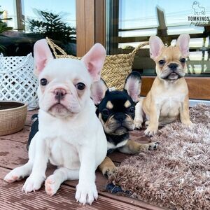 French Bulldog puppies. ..viber me at :+639463422605 | PostAds PH