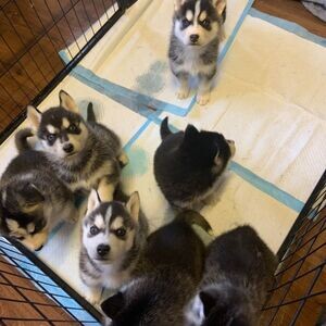 Siberian Husky puppies...viber me at :+639463422605 | PostAds PH