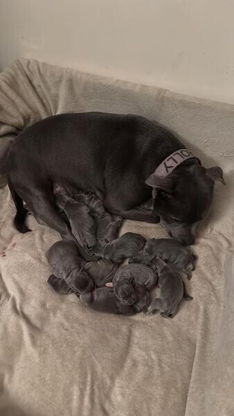 Staffordshire Bull Terrier Puppies..viber me at :+639463422605