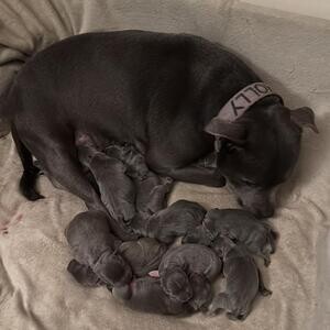 Staffordshire Bull Terrier Puppies..viber me at :+639463422605 | PostAds PH