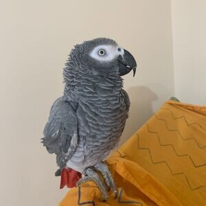 Beautiful African Grey, macaw and the eggs available for sale | PostAds PH