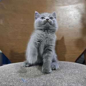 Male And Female British shorthair kitten. | PostAds PH