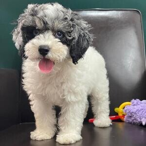 Poodle toy pups...viber me at :+639463422605 | PostAds PH