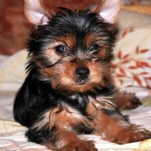Yorkie they don’t get much better .viber me at :+639463422605 | PostAds PH