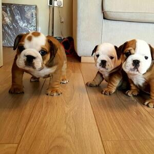 English Bulldog Pupsviber me at :+639463422605 | PostAds PH