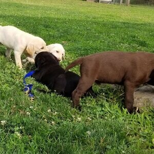 Labrador retriever puppies available...viber me at :+639463422605 | PostAds PH
