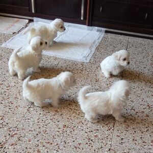 Ice White Maltese Pups..viber me at :+639463422605 | PostAds PH