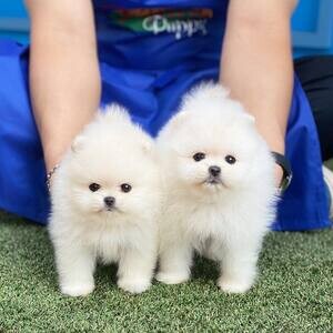 Purebred Pomeranian Puppies Available...viber me at :+639463422605 | PostAds PH