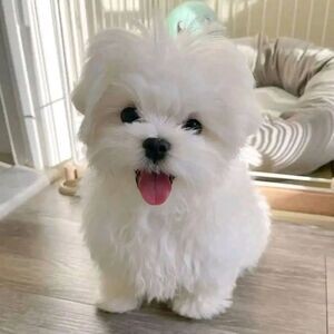 Beautiful Maltese puppies ..viber me at :+639463422605 | PostAds PH