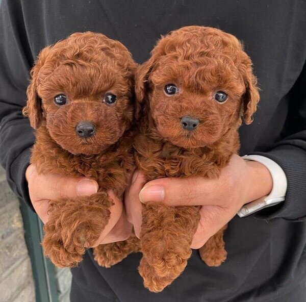 Beautiful  Poodles Puppies..viber me at :+639463422605