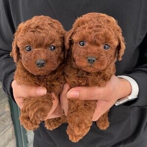Beautiful Poodles Puppies..viber me at :+639463422605 | PostAds PH