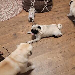 Registered Pug Puppies Available..viber me at :+639463422605 | PostAds PH